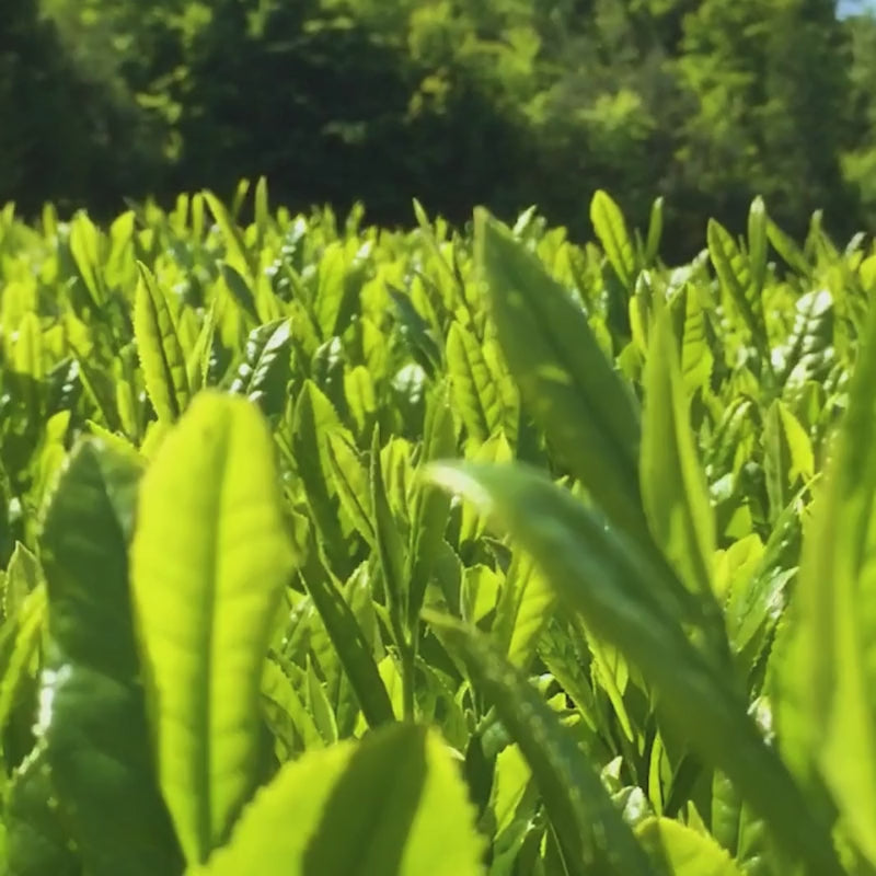 Kamairicha - Organic Loose Leaf Tea | 80g