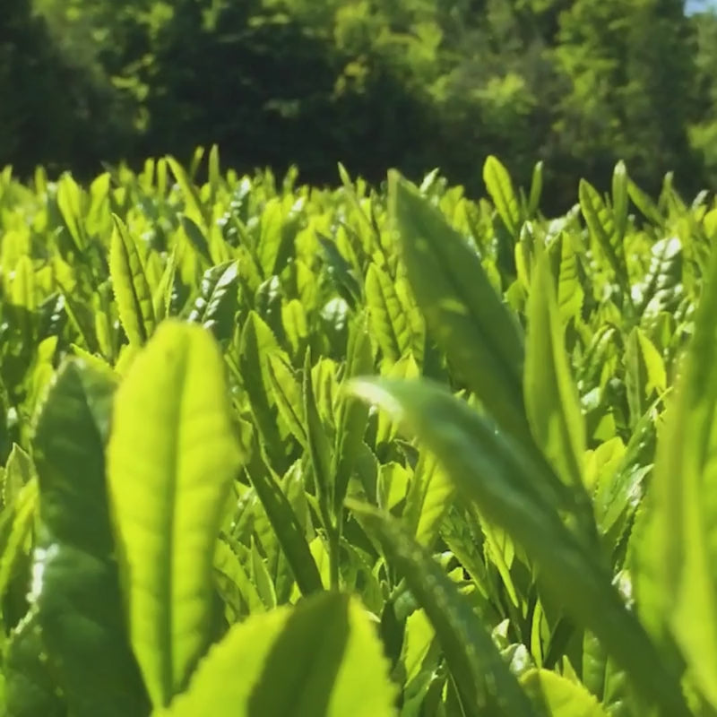 Bancha - Japanese Loose Leaf Tea | 100g